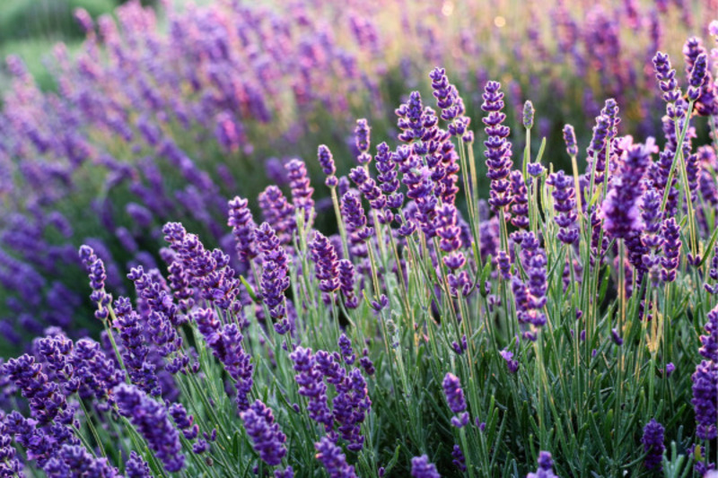 lavender la gi 1
